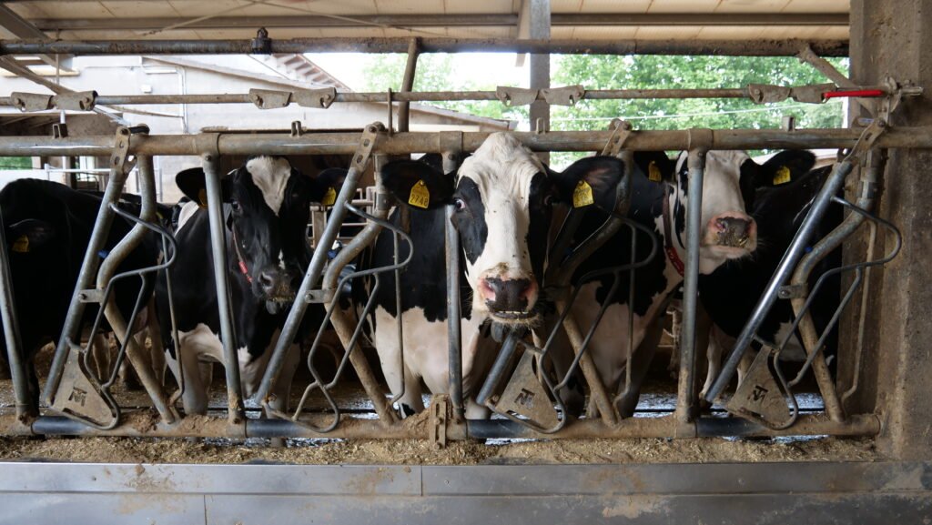 azienda agricola Lorenzi automazione e benessere animale