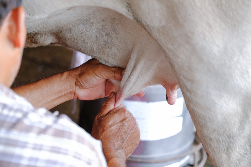 asciugare bovine alta produzione