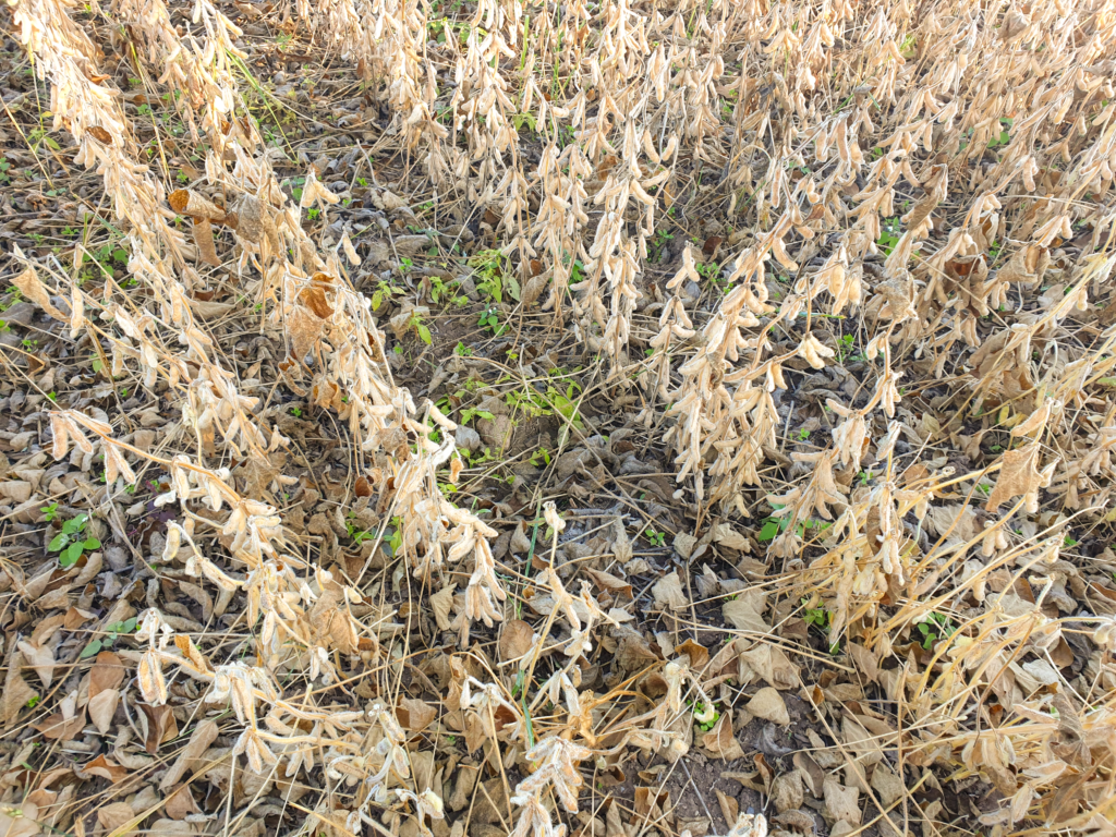 soia coltura da rinnovo benefici agronomici