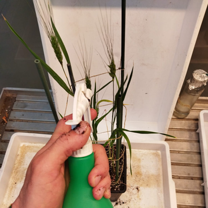 Distribuzione in serra degli agenti di biocontrollo