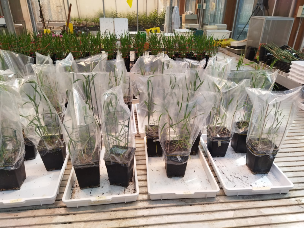 biocontrollo frumento - Piante in serra ricoperte per mantenere elevata umidità e favorire lo sviluppo degli agenti di biocontrollo