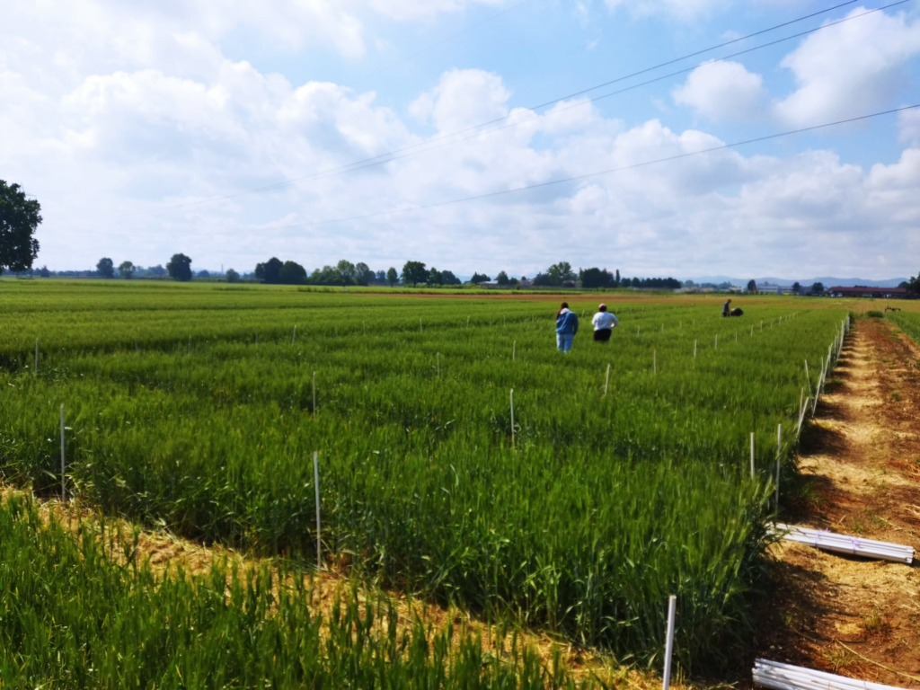 Rilievi parcellari in campo