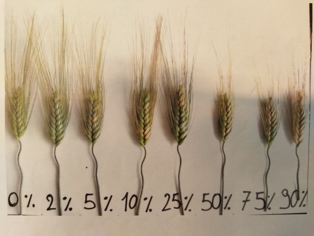 Sintomi della fusariosi della spiga