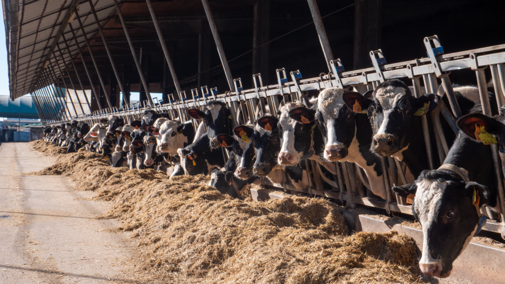 Vacche alla rastrelliera