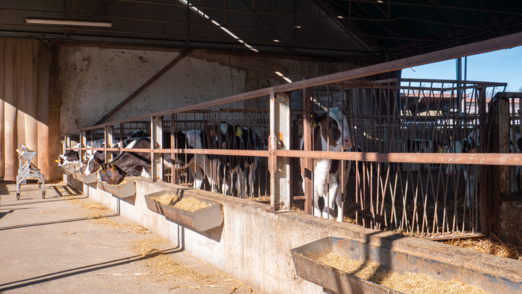 rimonta bovini latte post-svezzamento