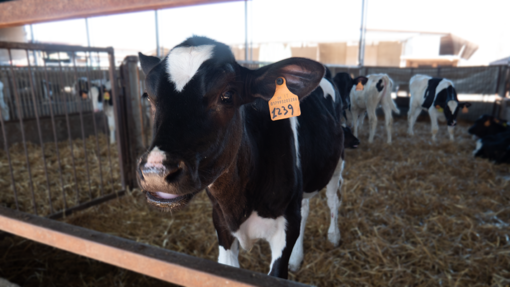 Holstein all'interno
della vitellaia.