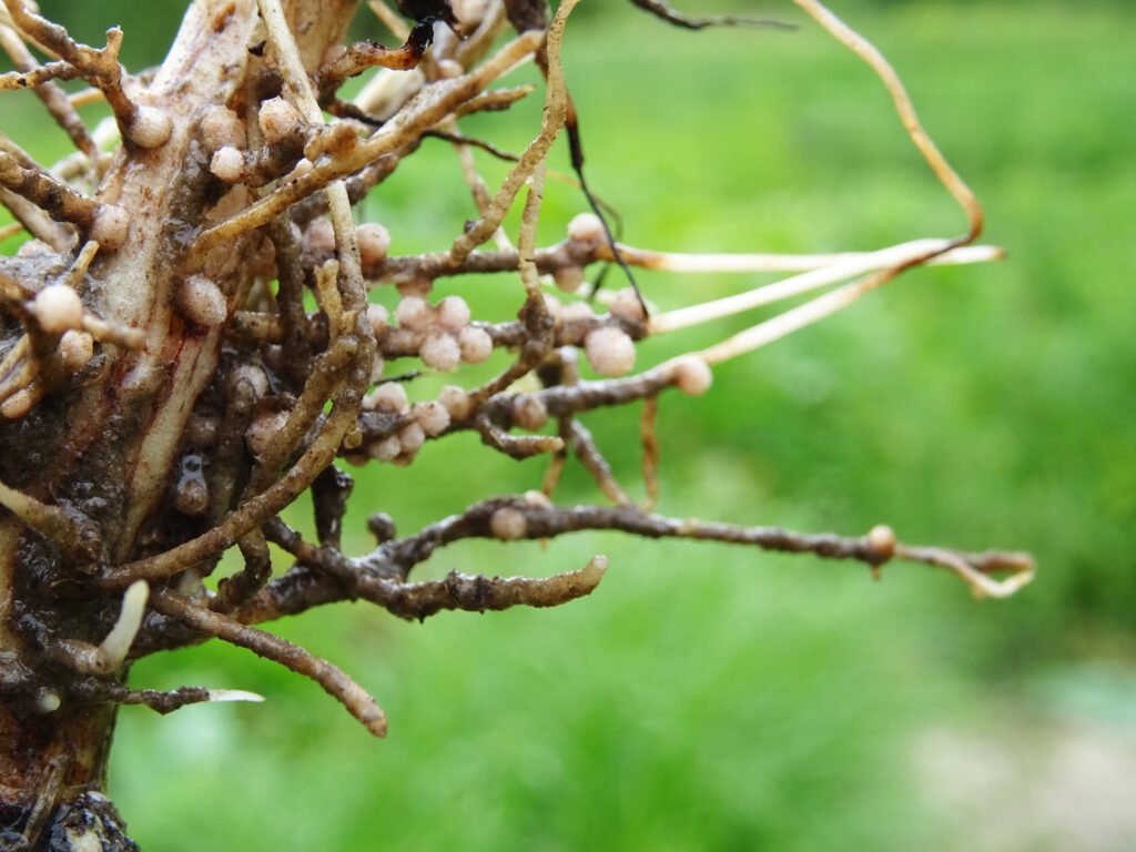 erba medica allelopatia stanchezza terreno