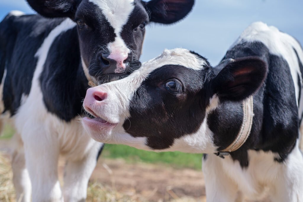 gemellarità vacca frisona alta produzione