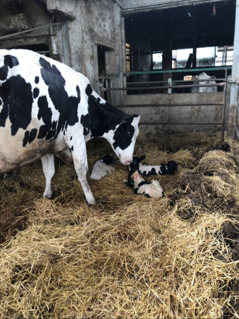 parto trigemellare presso un' azienda agricola socia.