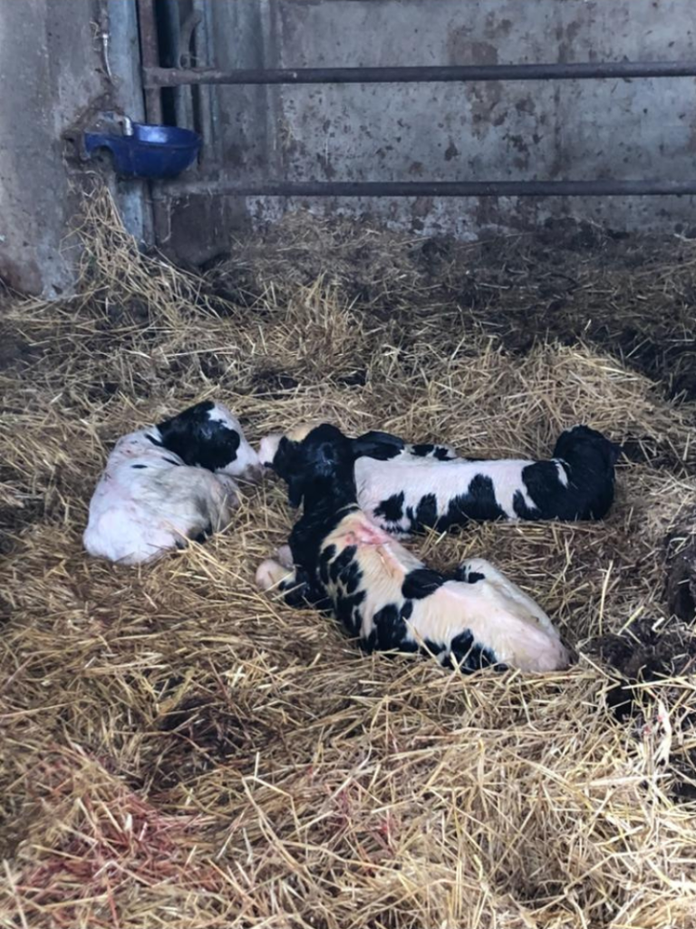 parto trigemellare presso un' azienda agricola socia.