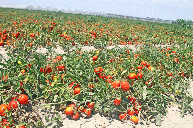 campo di pomodori
