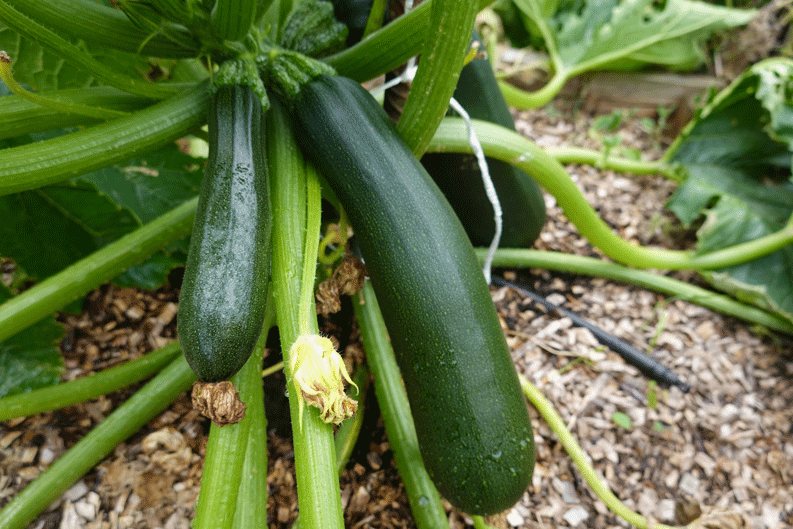 zucchine che crescono