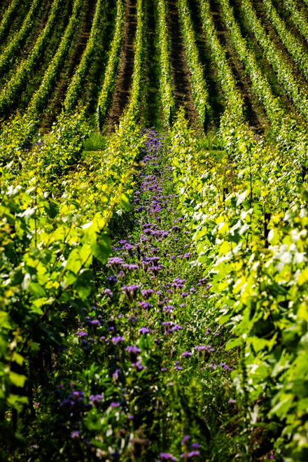 Vigneto Guido Berlucchi in Franciacorta