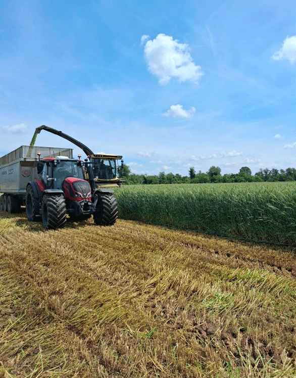 Trattore che raccoglie triticale Narciso