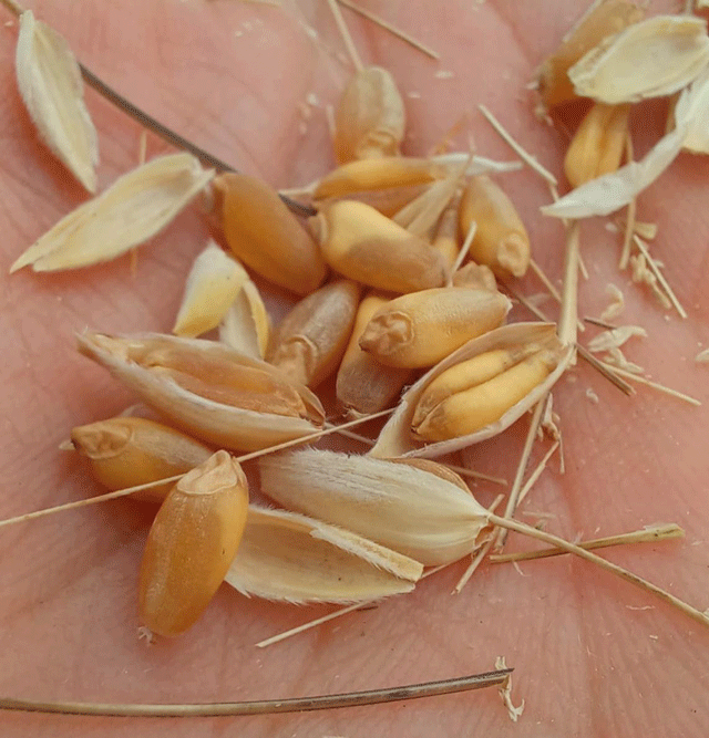 chicchi di grano