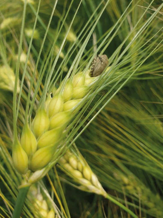 Cimice del grano