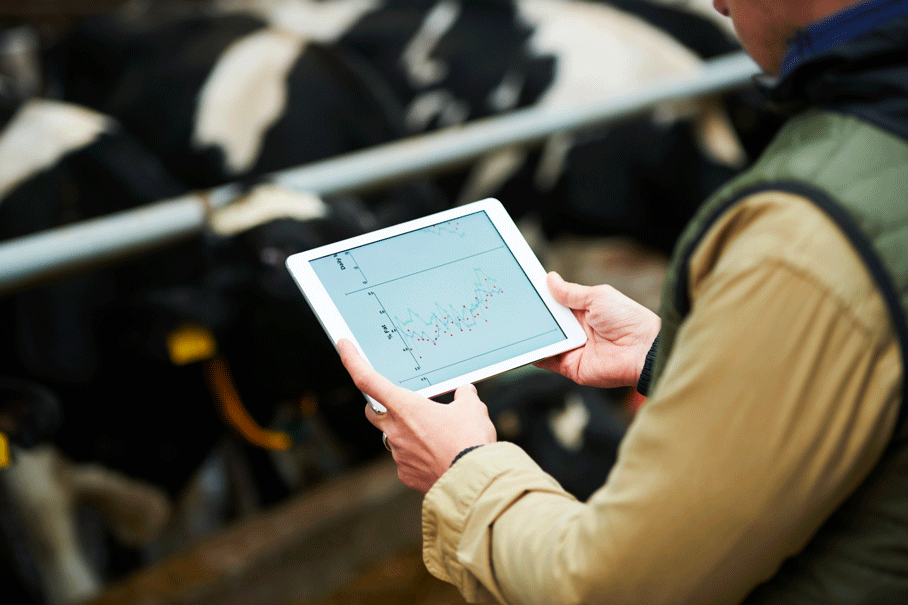 Monitoraggio dei dati riguardo alla salute delle bovine.