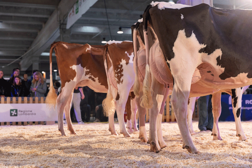 Cremona International Dairy Show